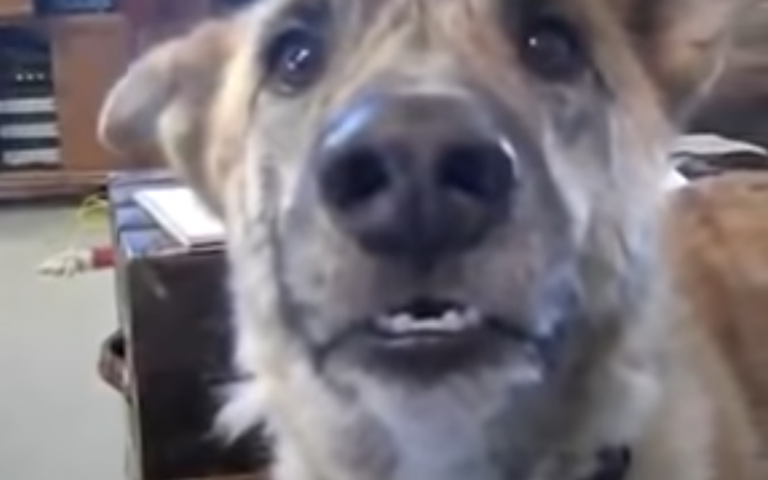 Man tells dog, “I gave it to the cat”